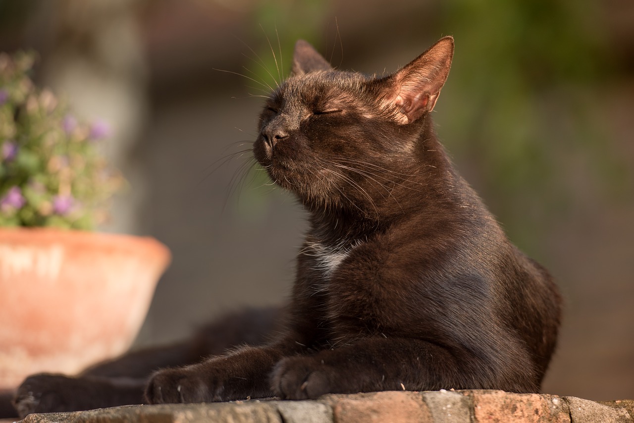 cat  kitten  black cat free photo