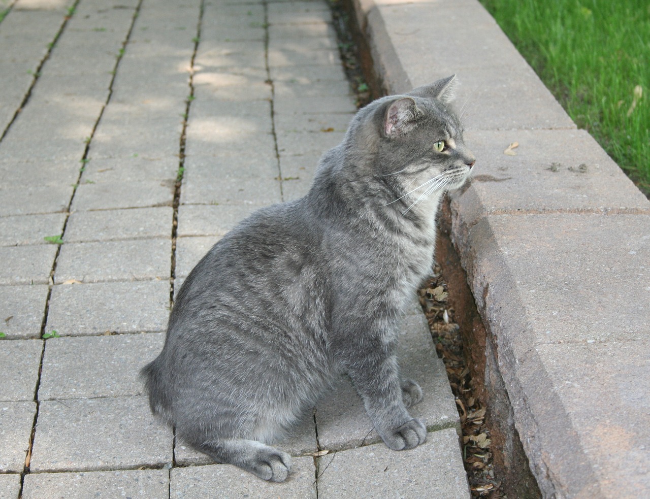 cat grey pet free photo