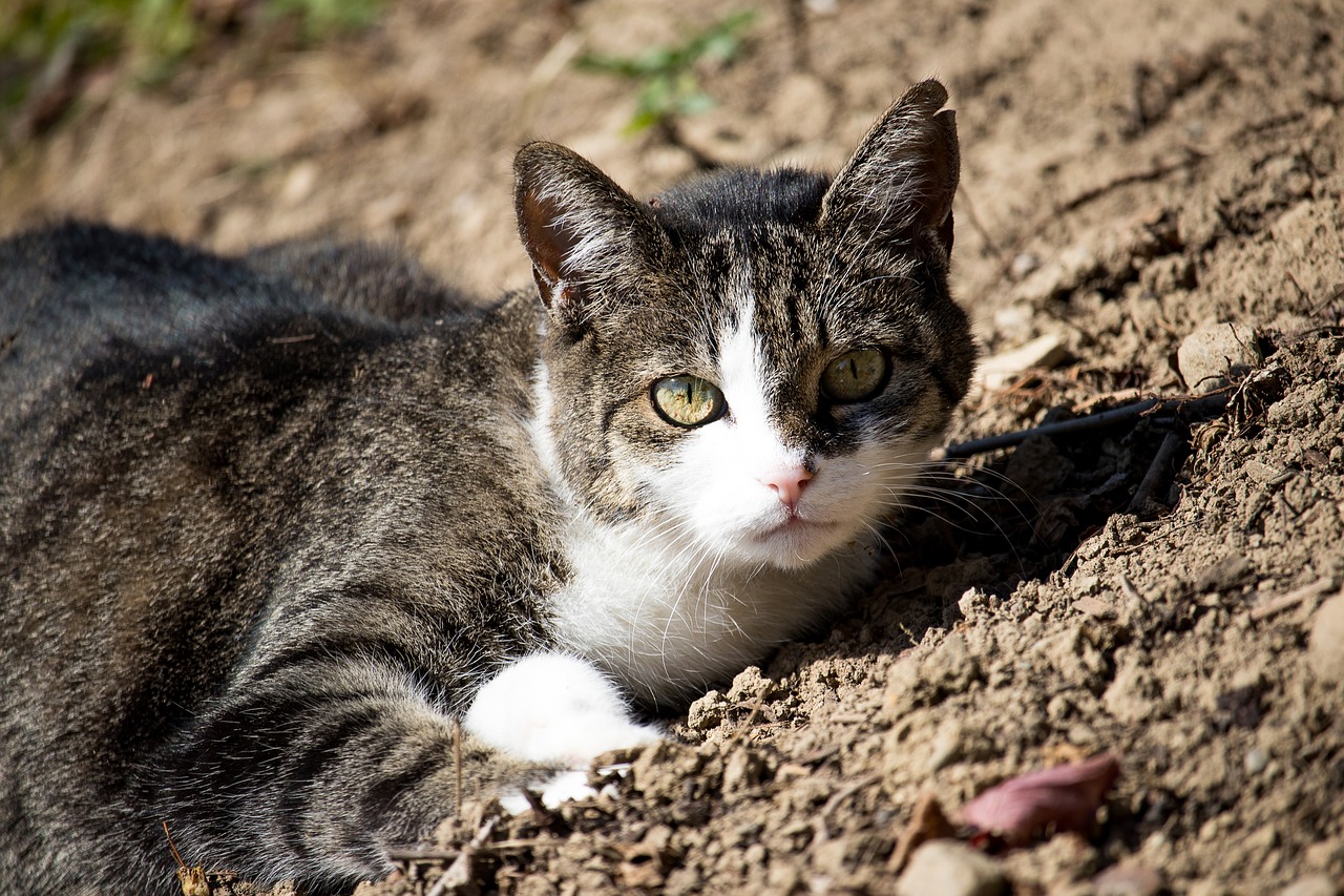 cat  domestic cat  animal free photo