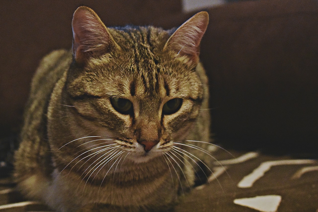 cat  thoughtful  ears free photo