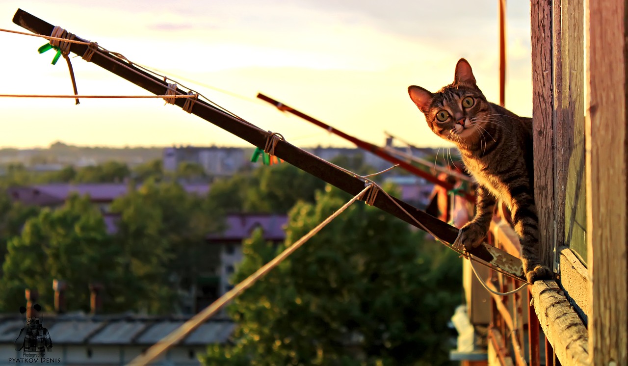 cat  paws  balcony free photo