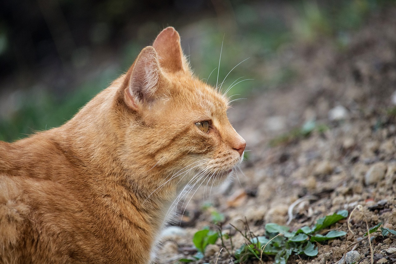 cat  domestic cat  pet free photo