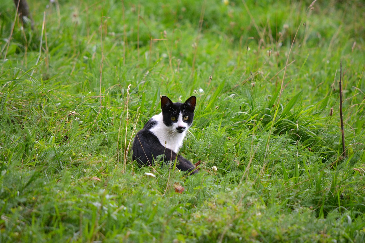 cat  pet  kitten free photo