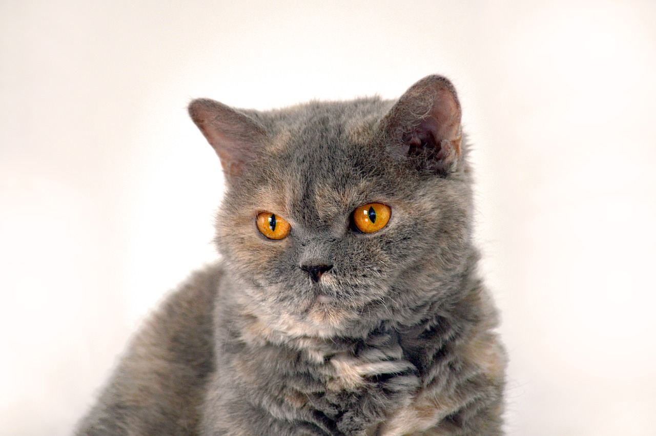 cat  animal  british shorthair free photo