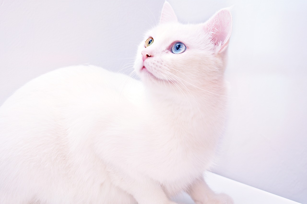 cat  white  heterochromia free photo