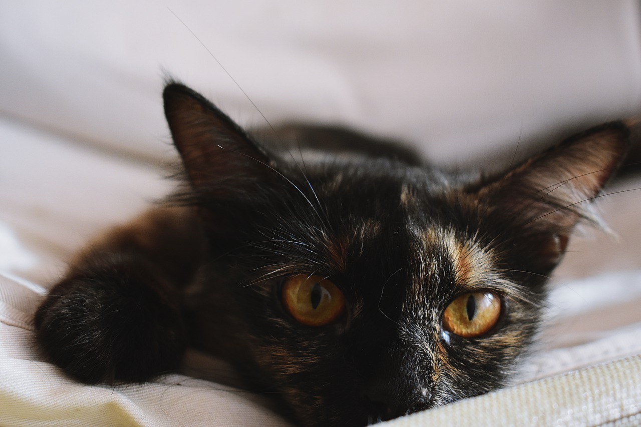 cat  black  tortoiseshell free photo