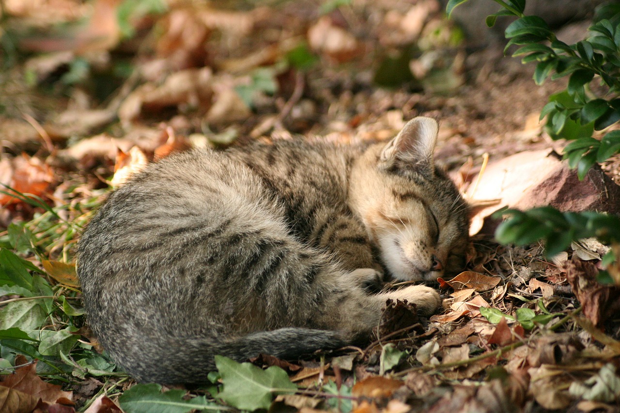 cat dry leaves park free photo