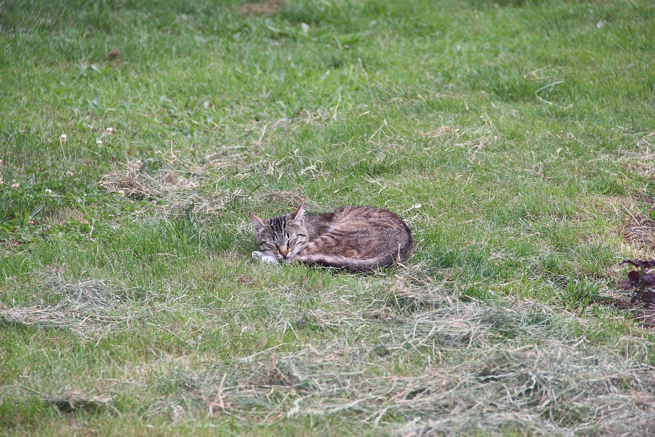 cat  sleeps  lawn free photo