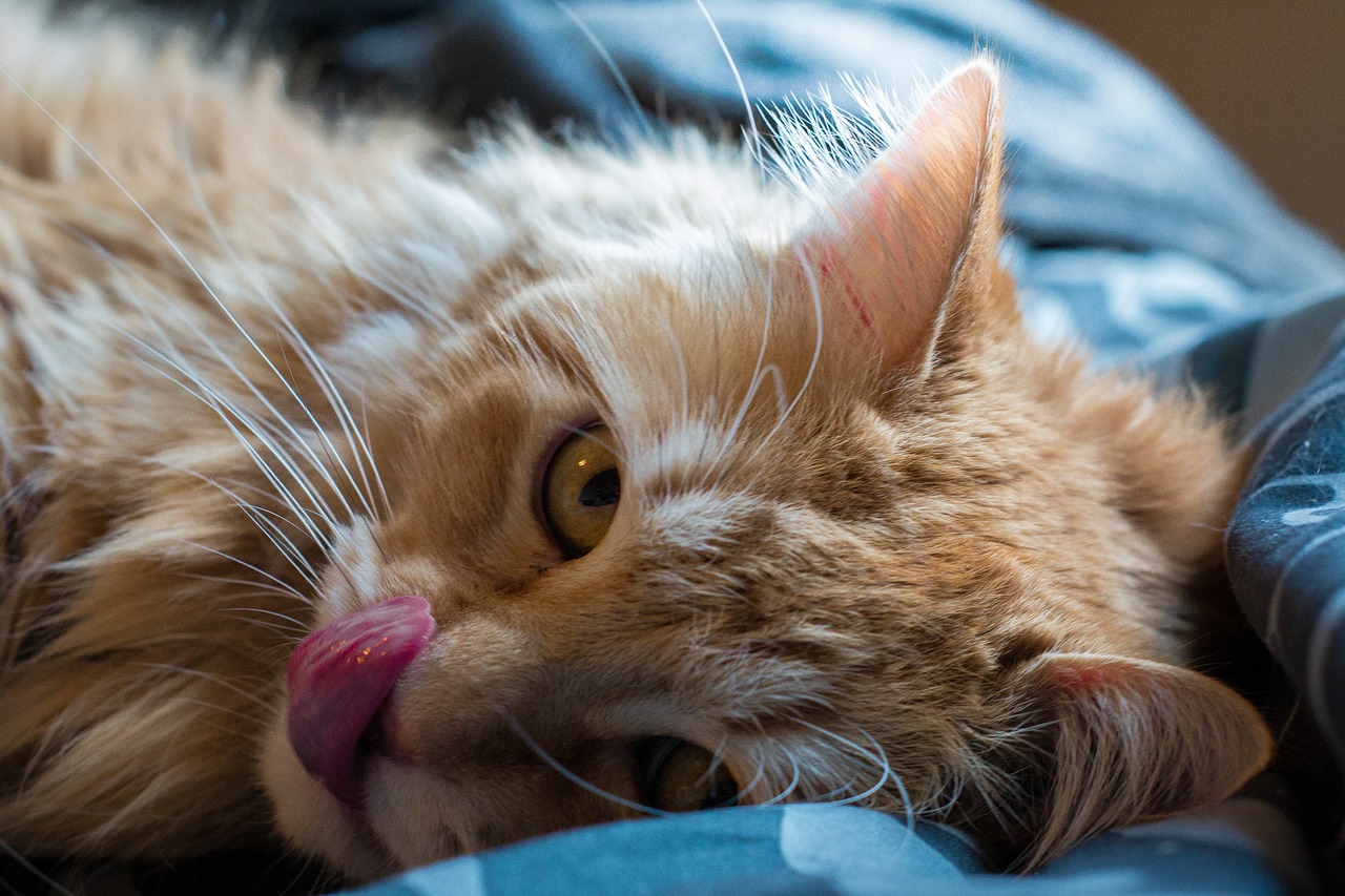 cat  tongue  pet free photo