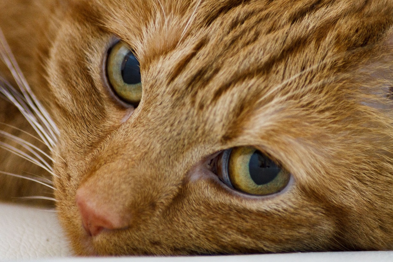 cat  eyes  pet free photo