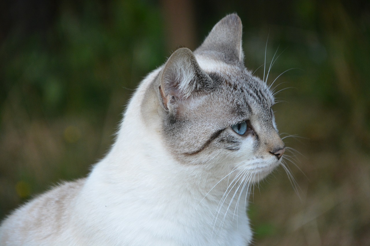 cat  portrait head  profile free photo