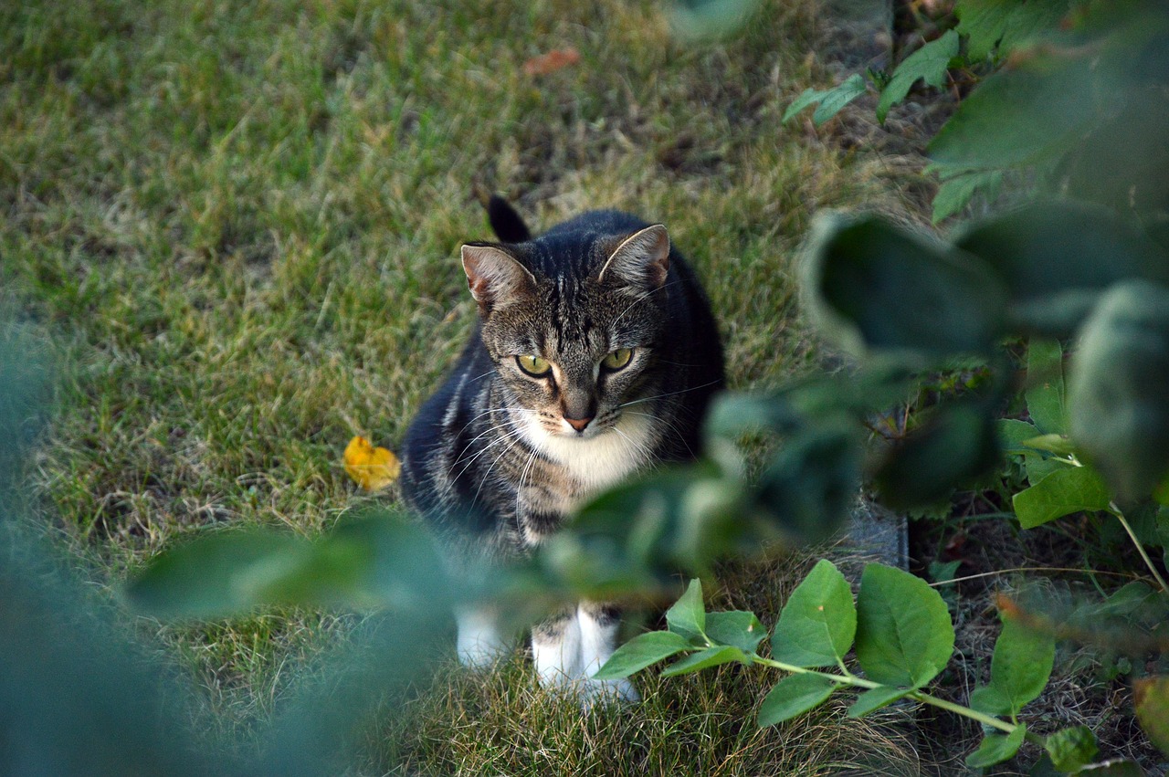 cat  animal  domestic cat free photo