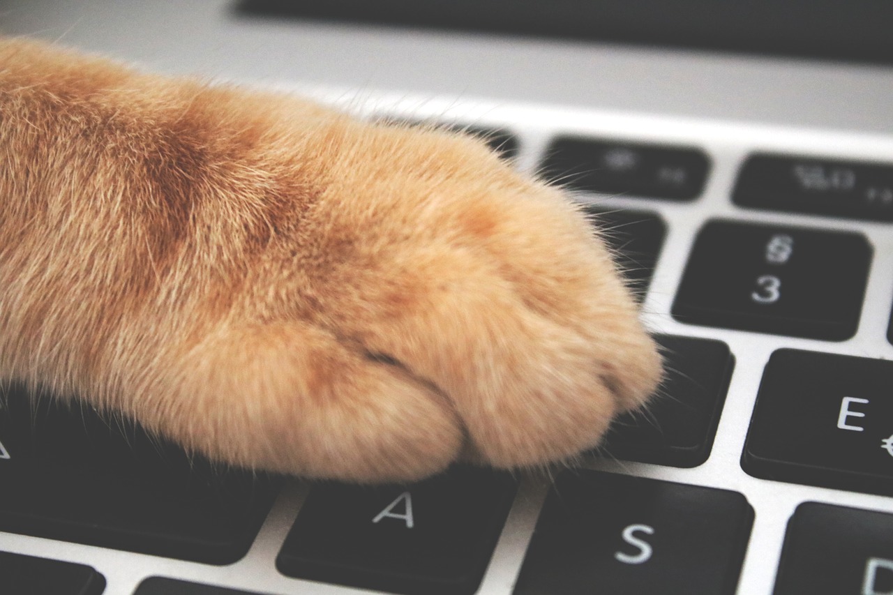 cat  paw  keyboard free photo