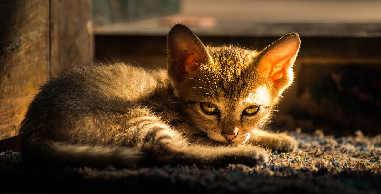 cat  evening light  kitten free photo