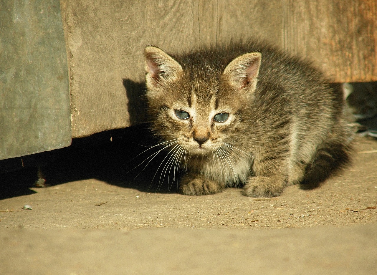 cat  fur  small free photo