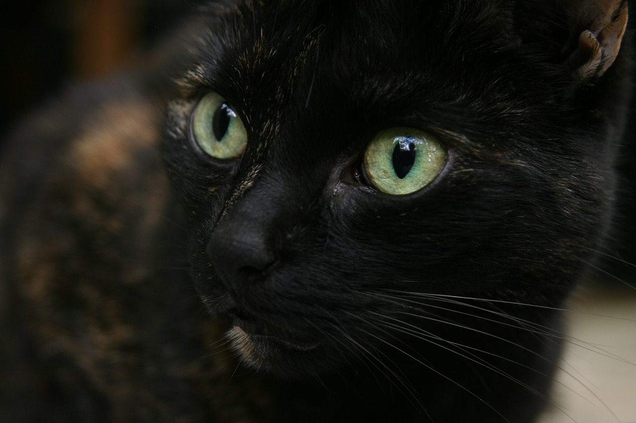 cat  domestic cat  cat's eyes free photo