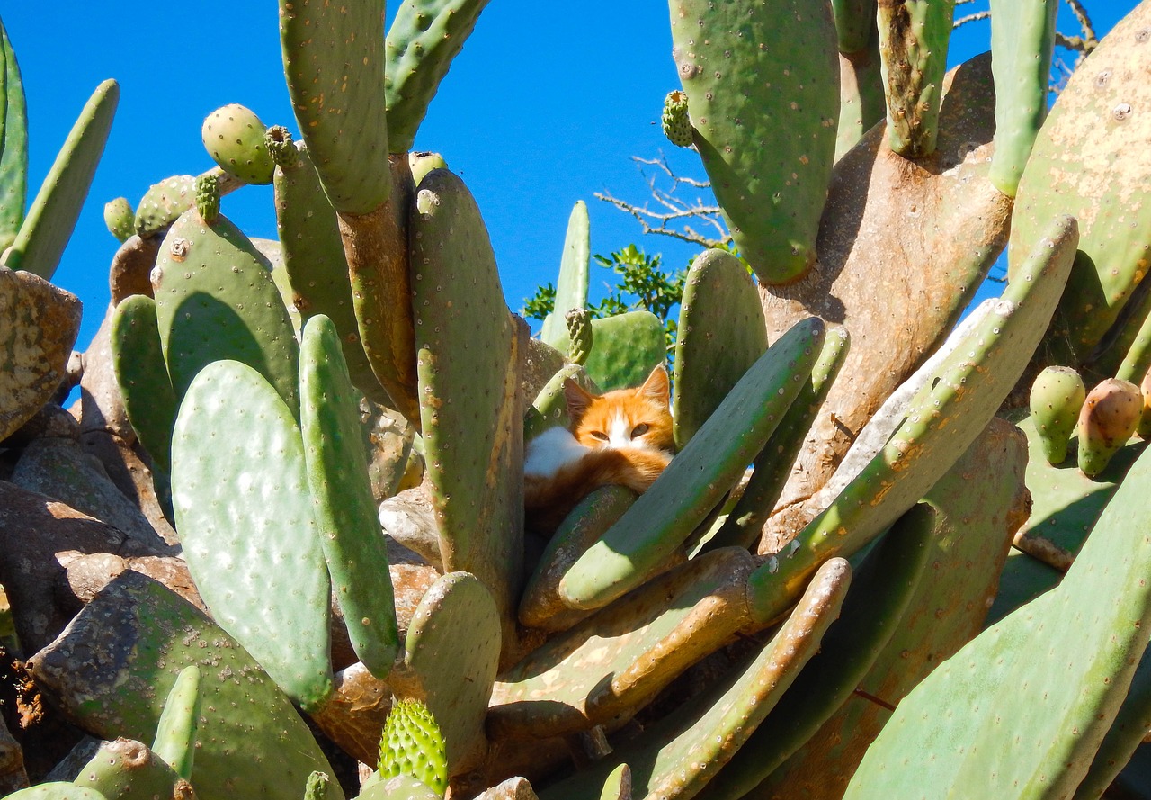 cat  cactus  animals free photo