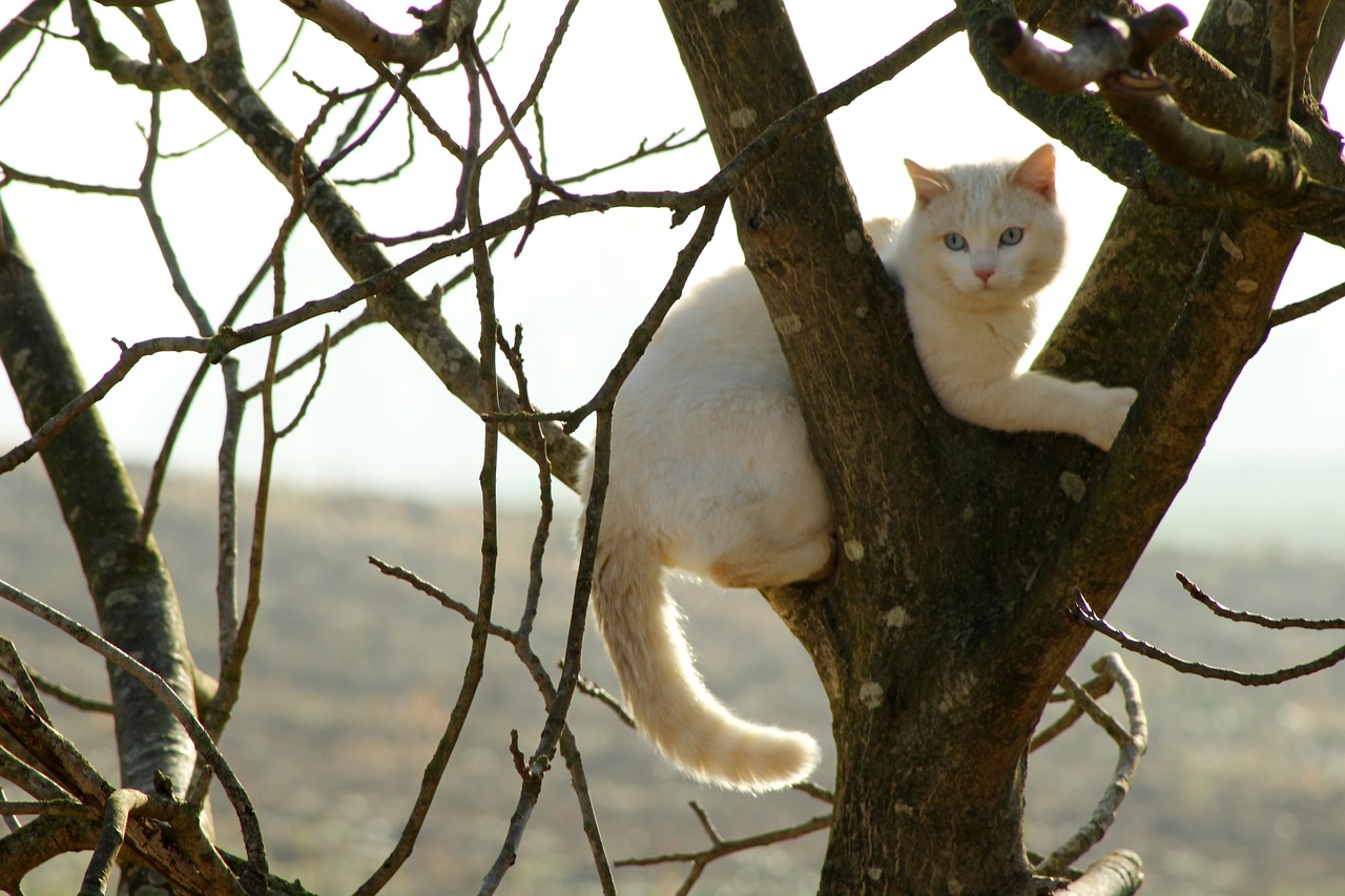 cat  nature  animals free photo