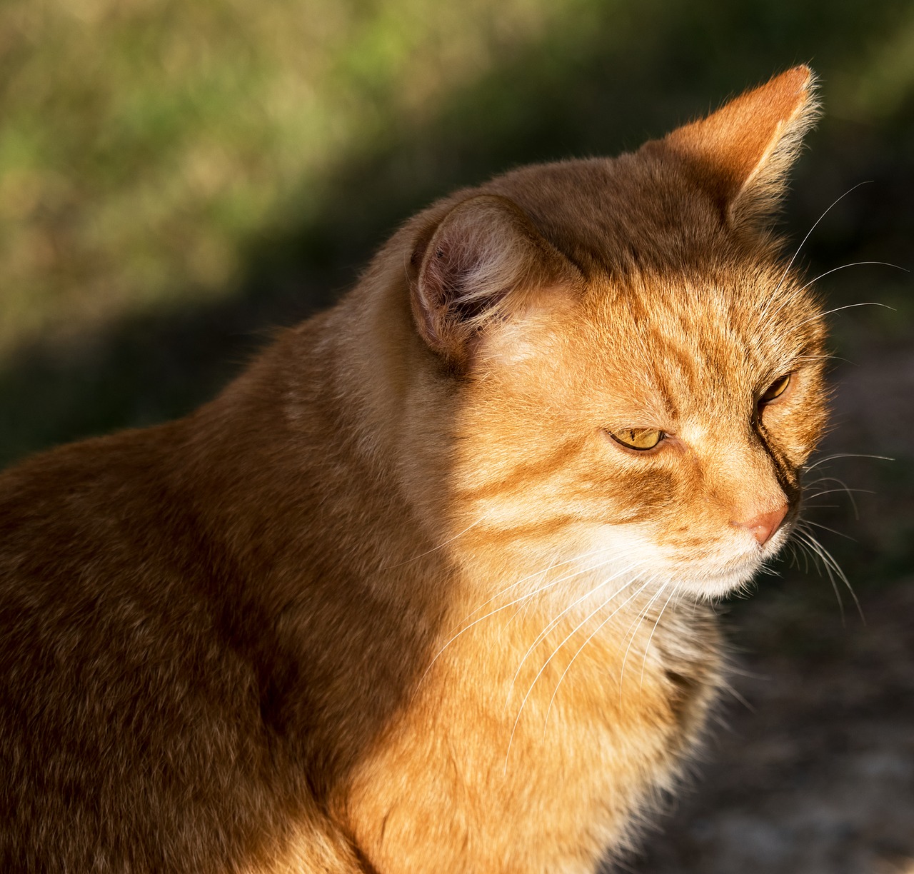 cat  domestic cat  mammal free photo