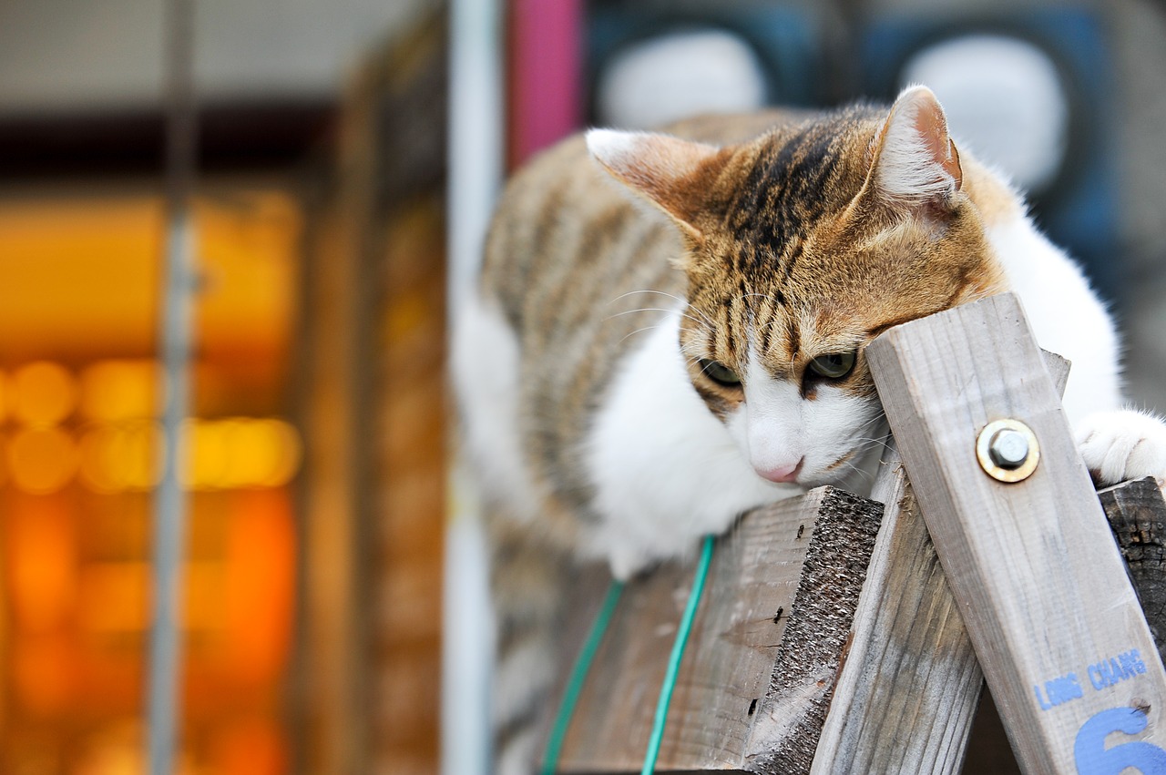 cat  taiwan  cuteness free photo