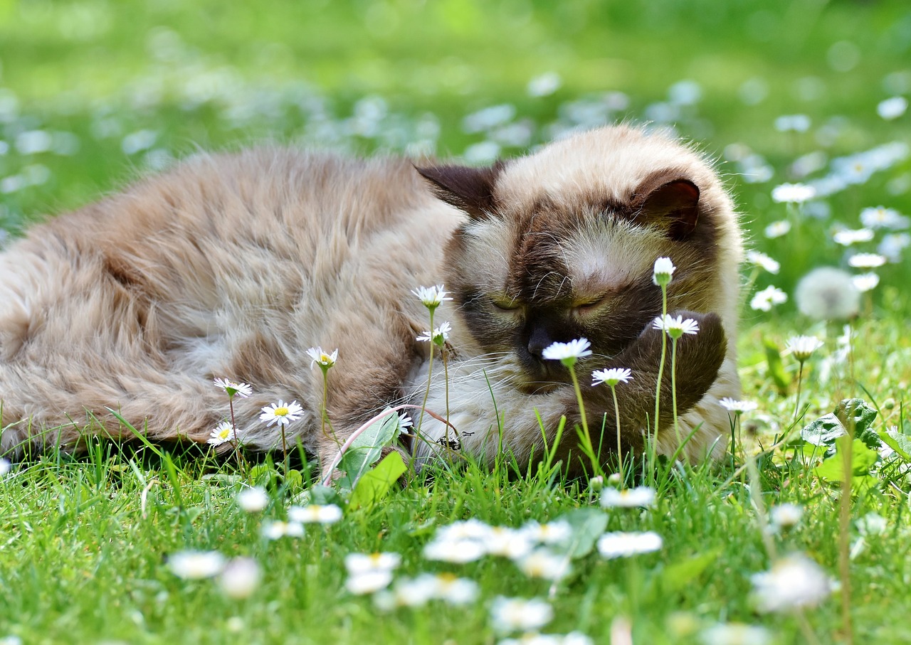 cat  breed cat  british shorthair free photo