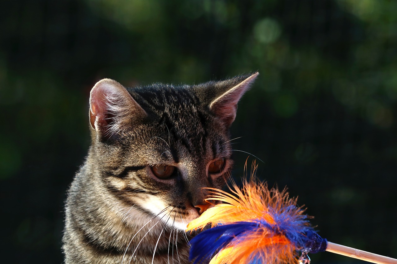 cat  animal  playful free photo