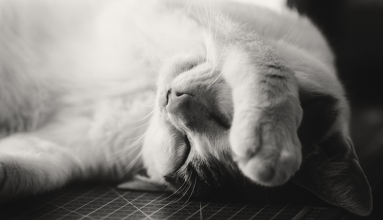 cat  sleepy  exhausted free photo