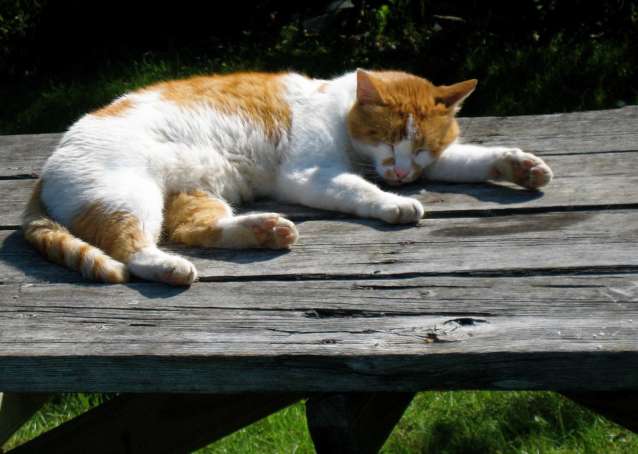 cat  nap  orange free photo