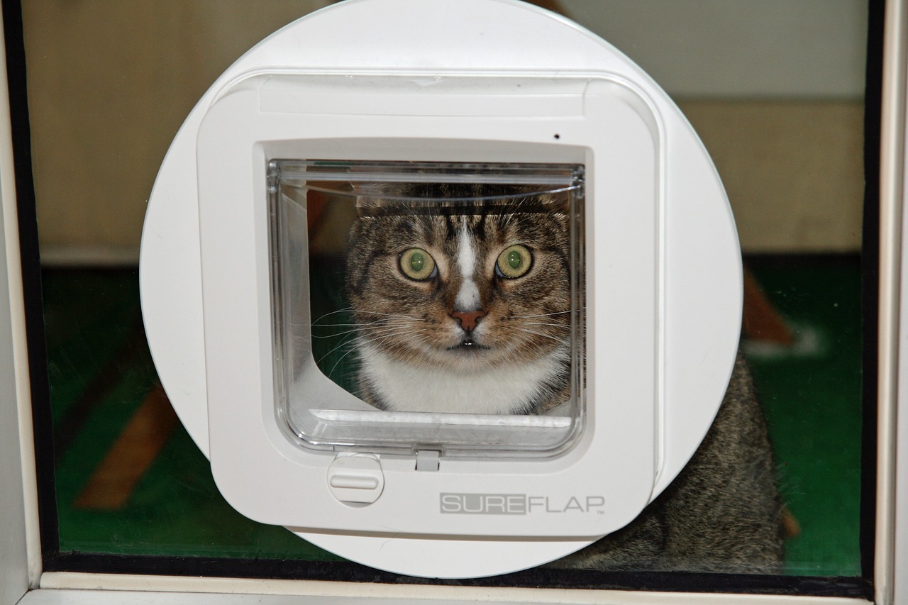 cat  cat flap  domestic cat free photo