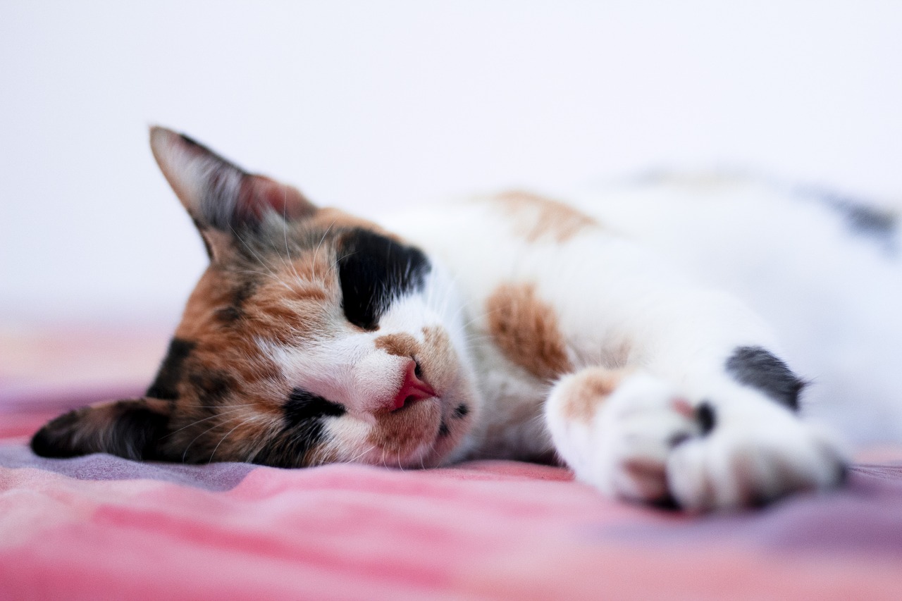 cat  sleeping  animal free photo