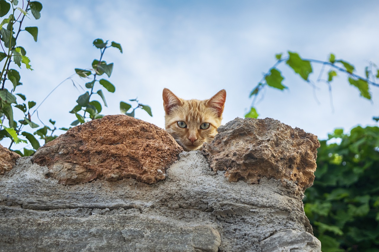 cat  curious  pet free photo