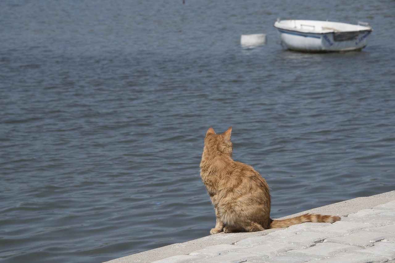 cat  sea  ocean free photo