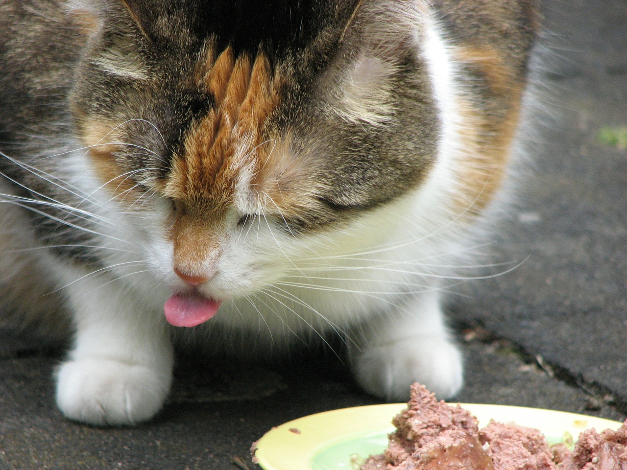 cat eat tongue free photo