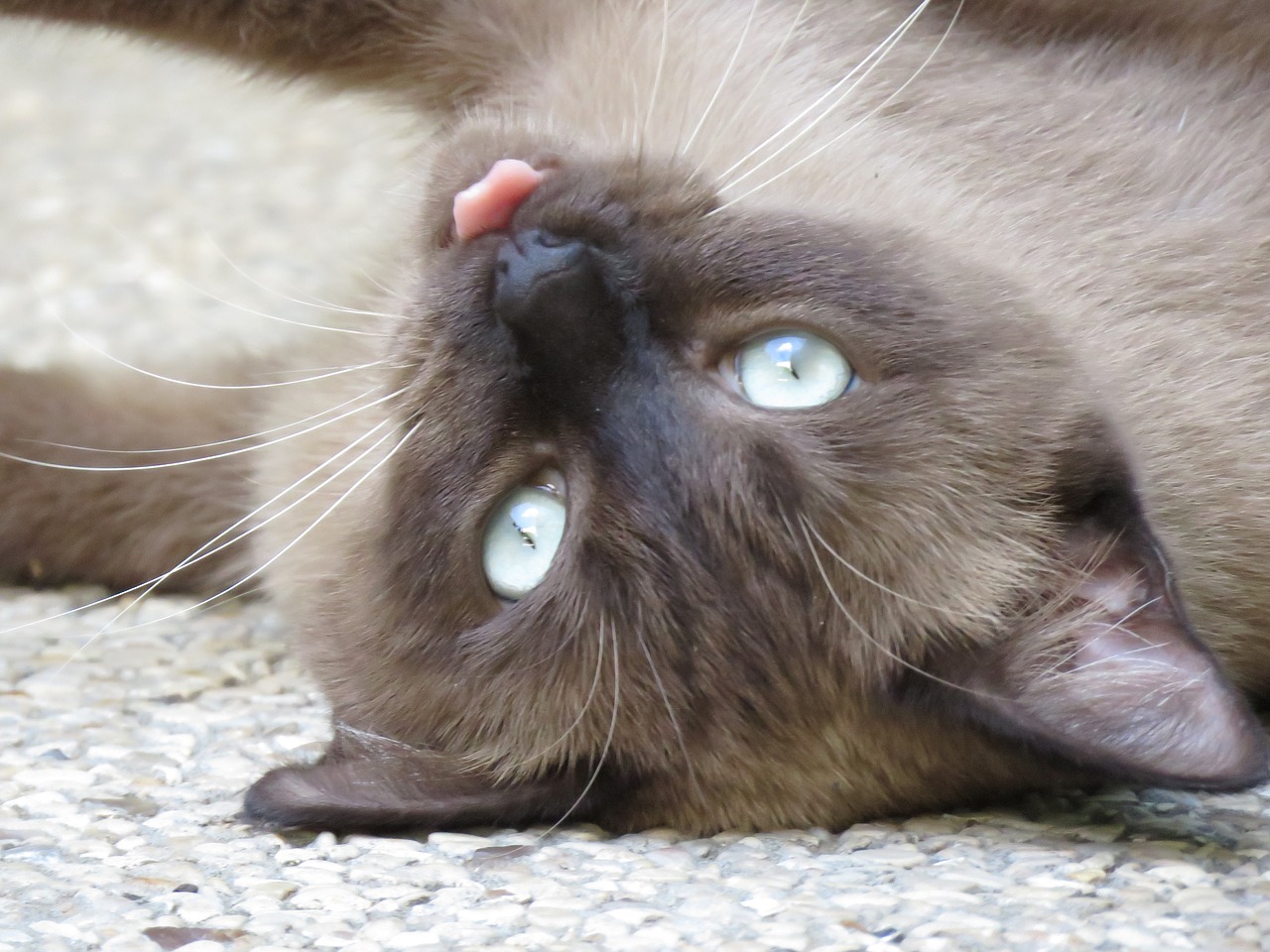 cat  siamese  pet free photo