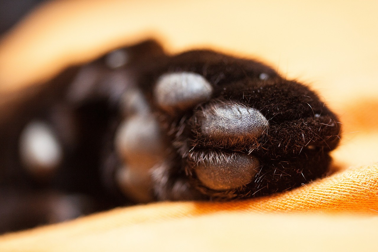 cat cat's paw paw print free photo