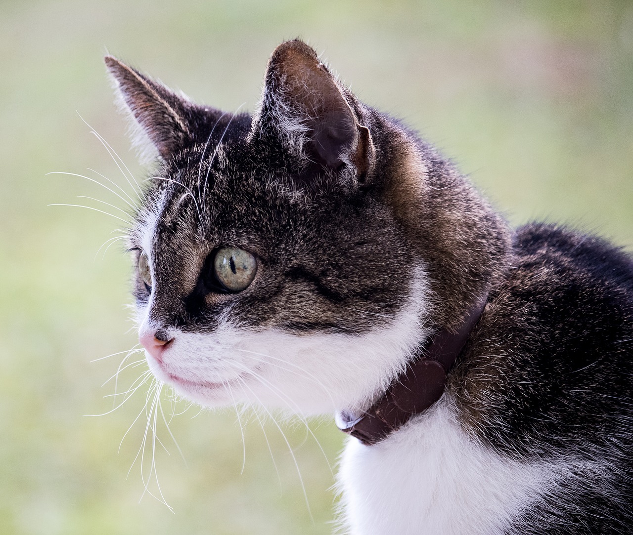 cat  domestic cat  pet free photo