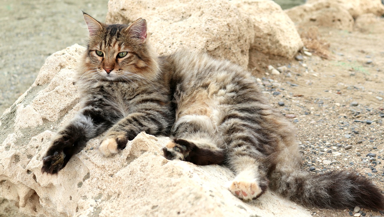 cat  animal  german longhaired pointer free photo