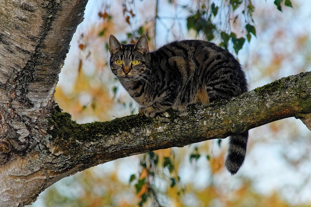 cat  tree  branch free photo