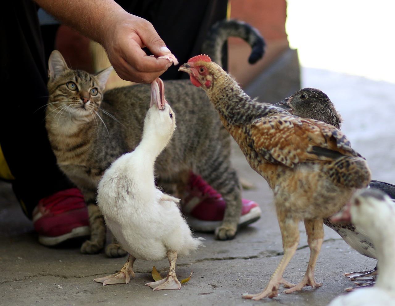 cat  rate  chicken free photo