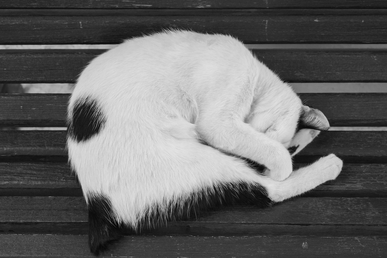 cat  sleep  animal free photo