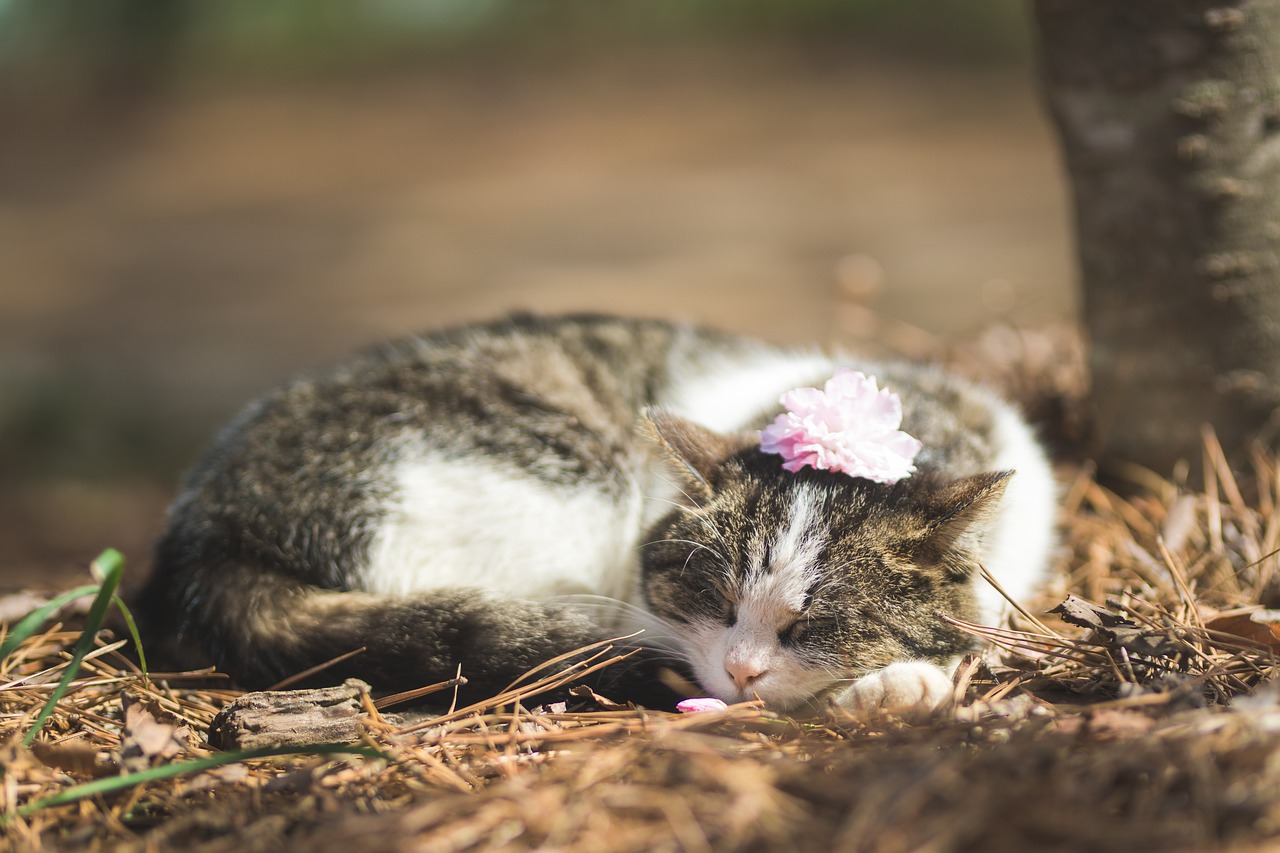 cat  flowers just  animal free photo