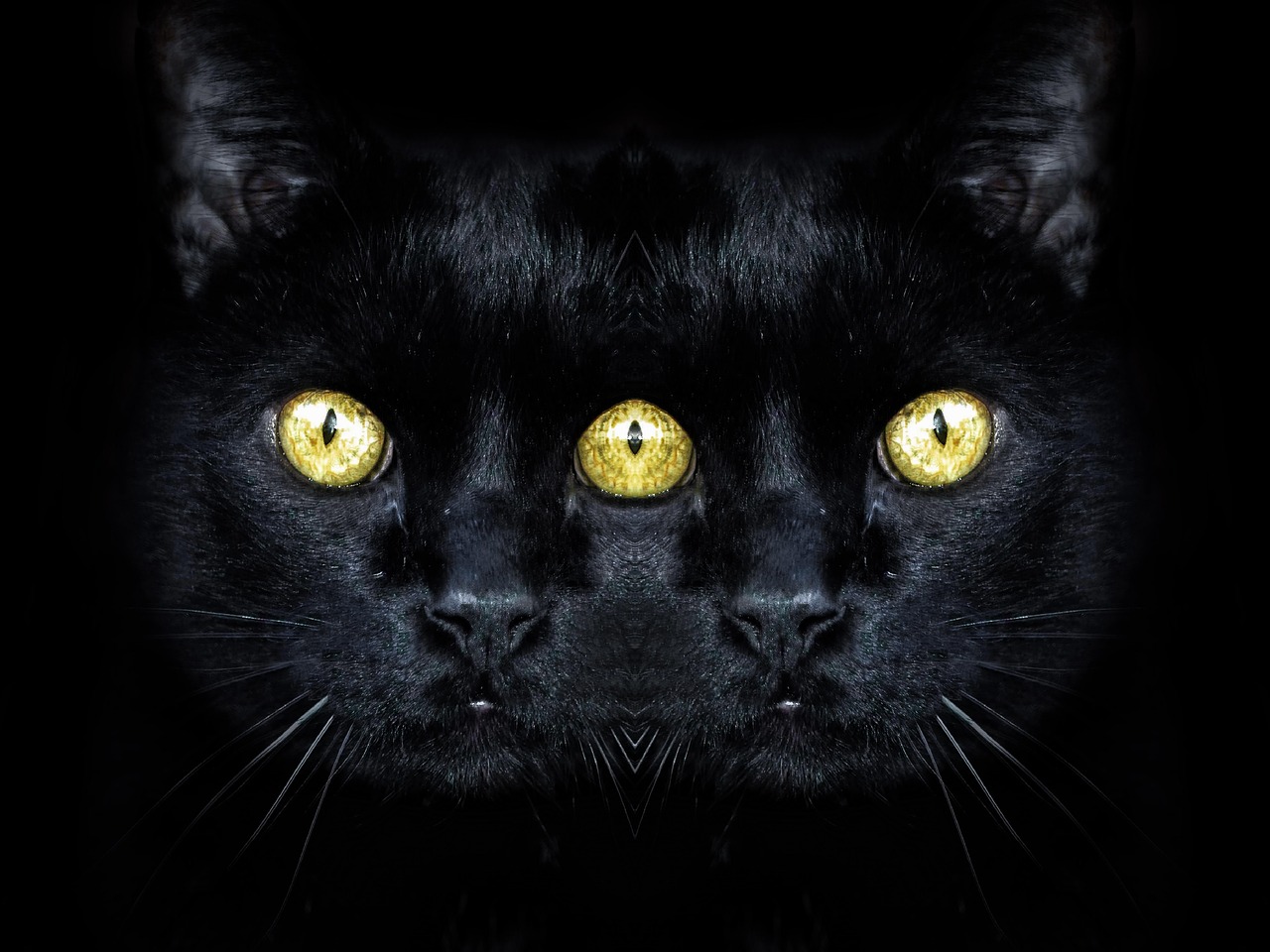 cat  black  animal free photo