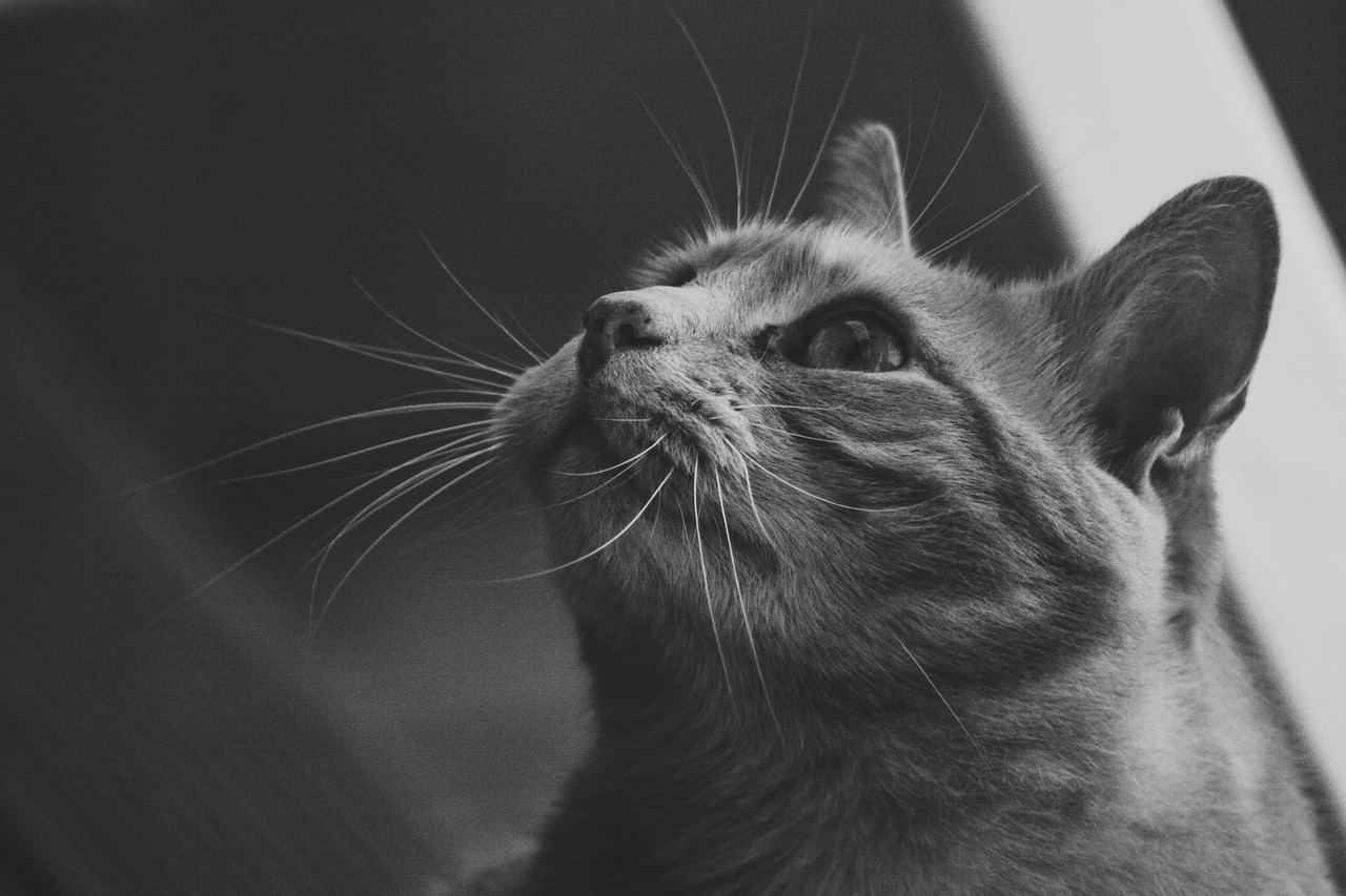 cat  feline  black and white free photo