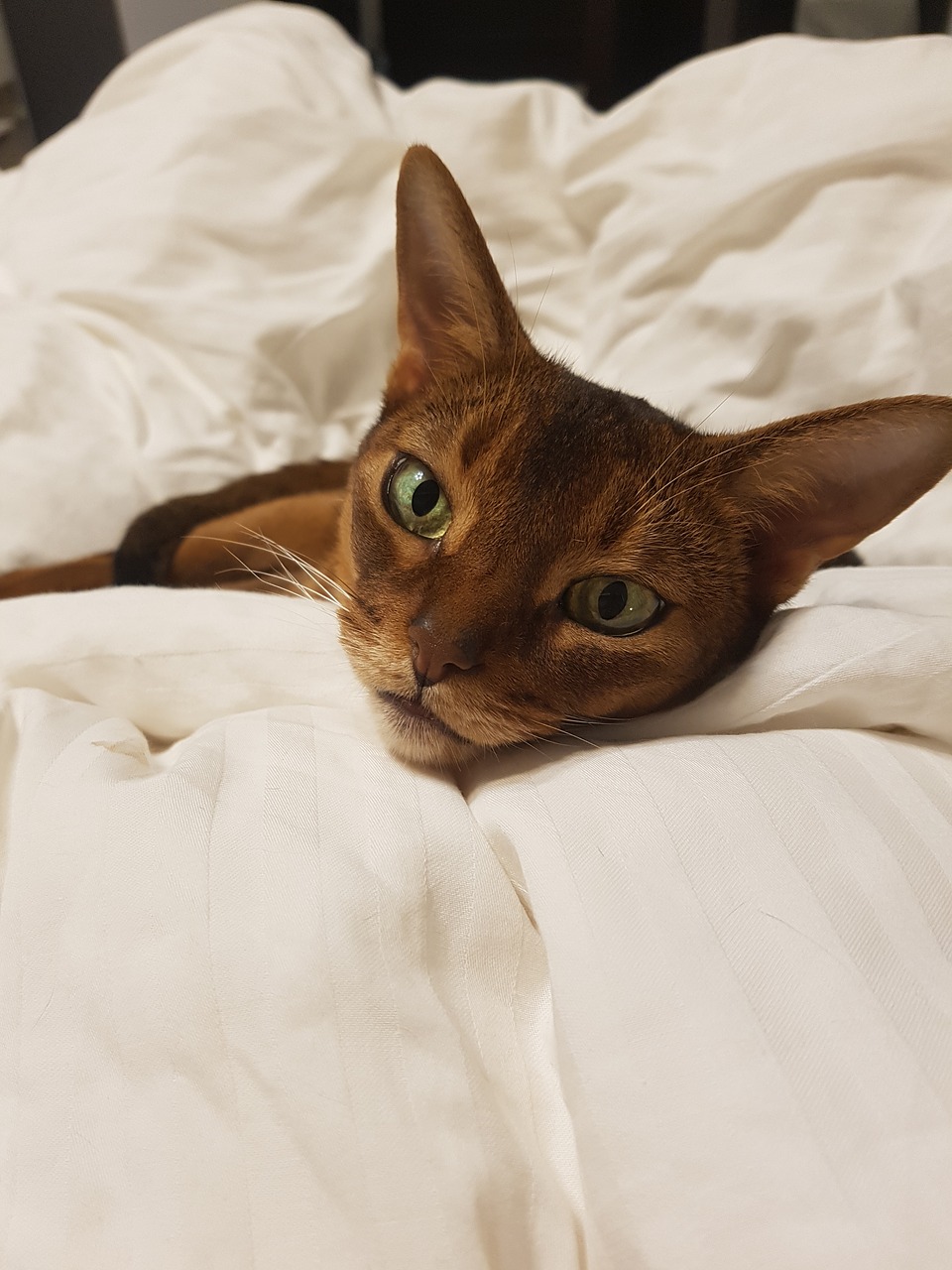 cat  abyssinian  dream free photo