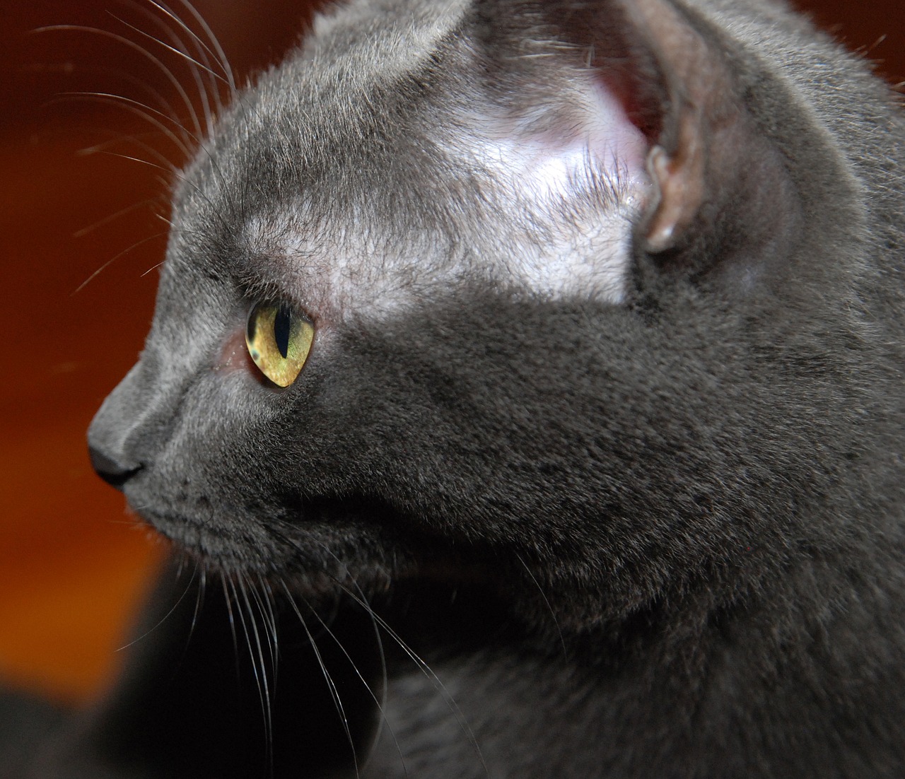 cat  profile  gray cat free photo