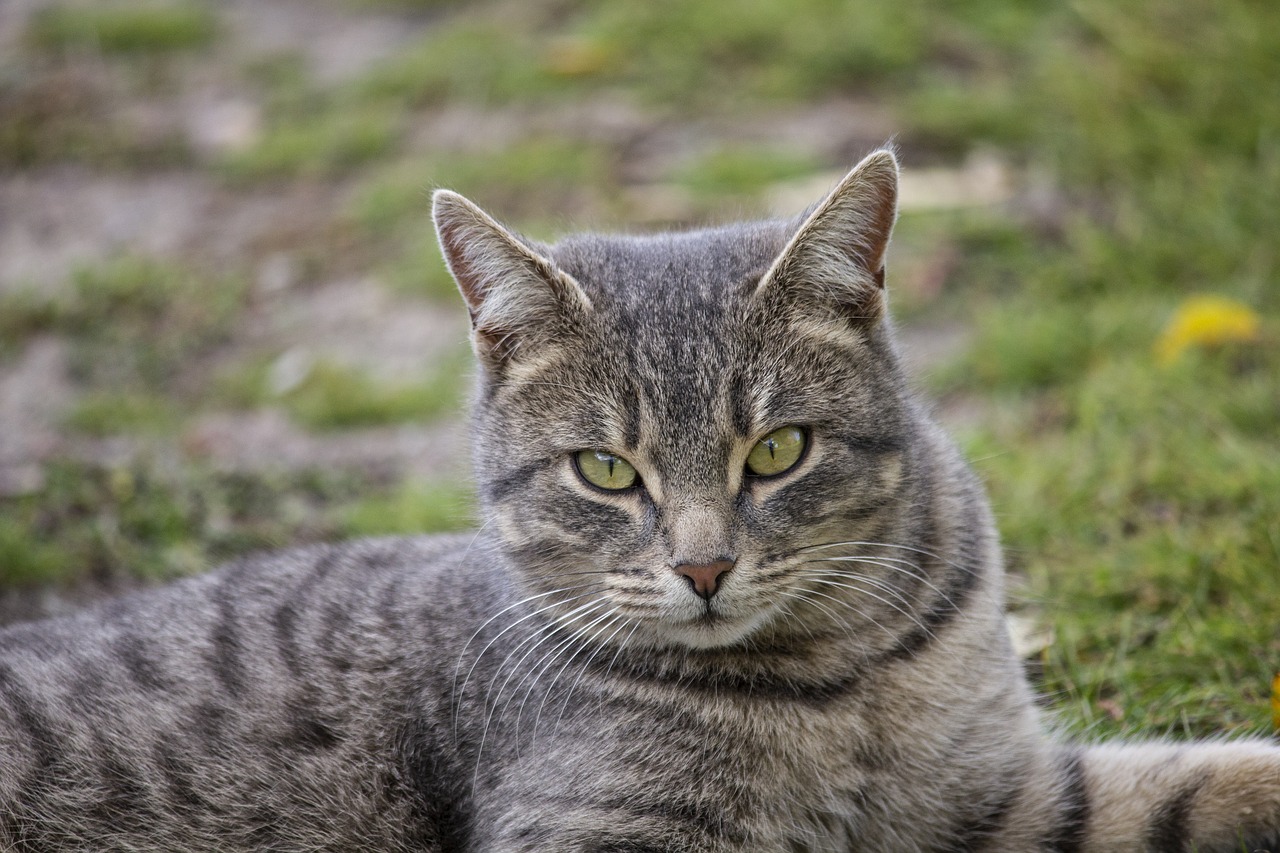 cat  autumn  grass free photo