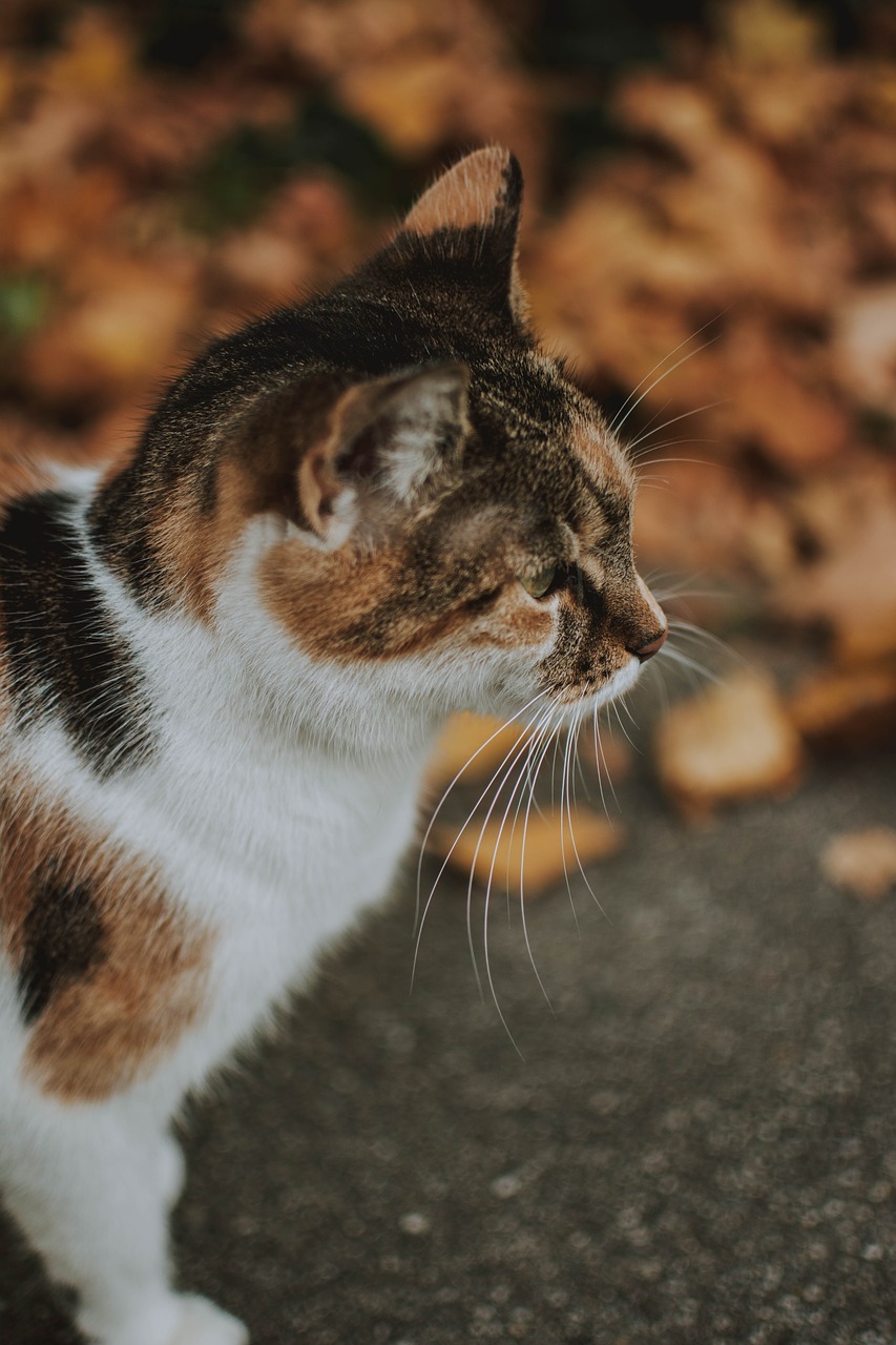 cat  autumn  autumn mood free photo