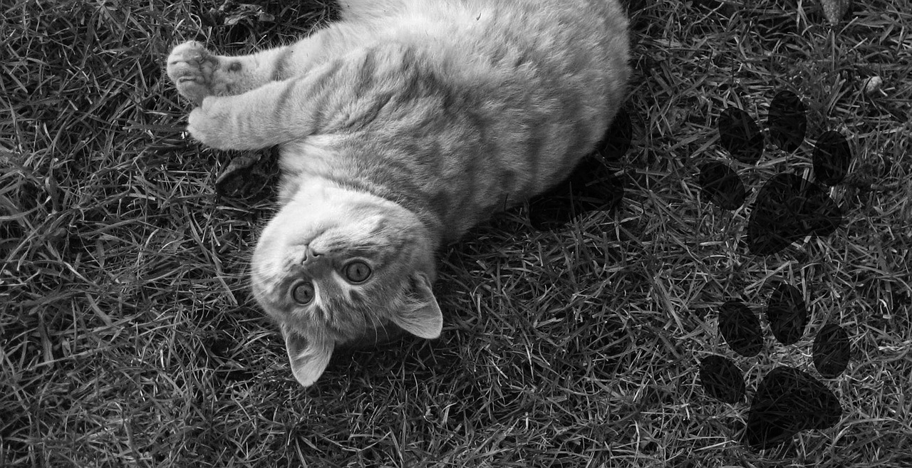 cat  tomcat  kitten free photo