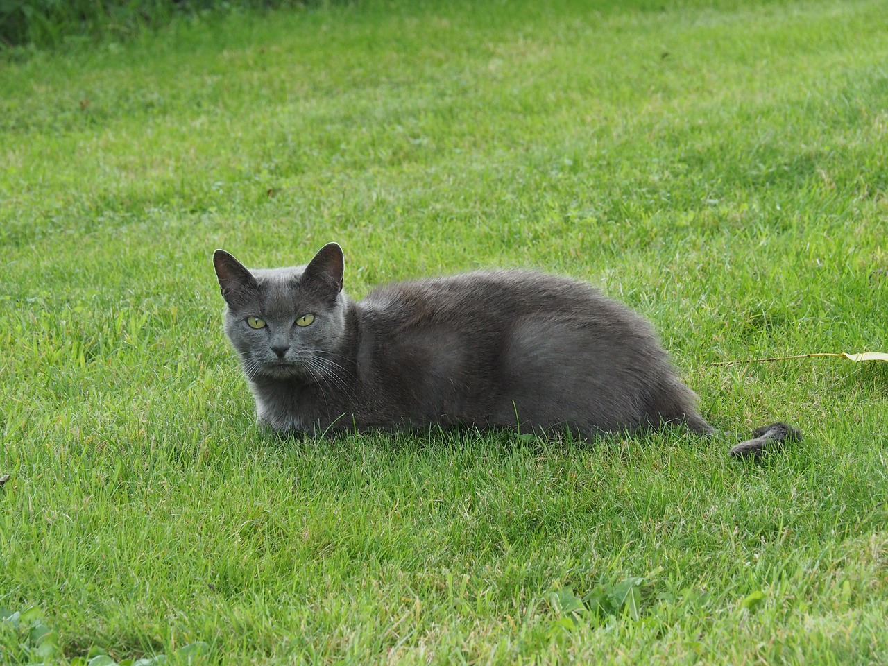 cat  garden  pet free photo