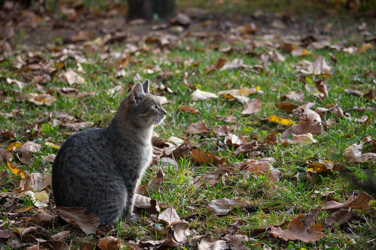 cat  autumn colors  fall free photo